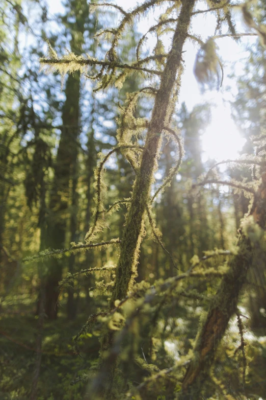 the sun shines through the branches of a tree, by Jessie Algie, unsplash, lush mossy canyon, boreal forest, ultra shallow depth of field, cinematic shot ar 9:16 -n 6 -g