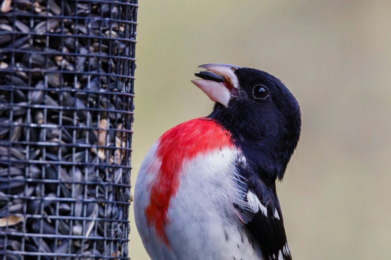 a close up of a bird on a bird feeder, by David Garner, pexels contest winner, red white and black, rounded beak, profile image, high angle close up shot