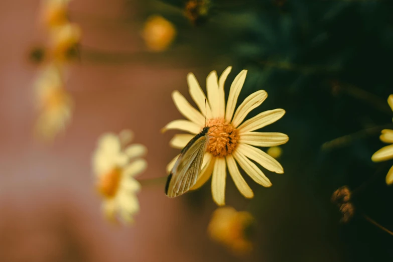 a butterfly sitting on top of a yellow flower, pexels contest winner, minimalism, flannel flower, alessio albi, chrysanthemum eos-1d, cottagecore flower garden