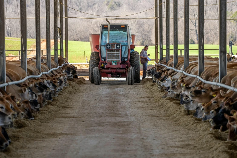 a man standing next to a tractor in a barn, by Ben Zoeller, unsplash, cows, feed troughs, green gas spreading across land, long shot from the back