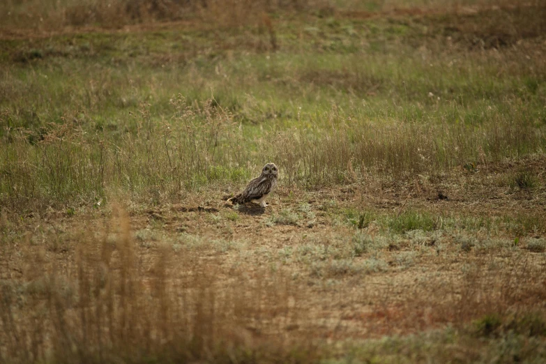 a bird that is standing in the grass, pexels contest winner, hurufiyya, in a dried out field, very very small owl, slide show, “ iron bark