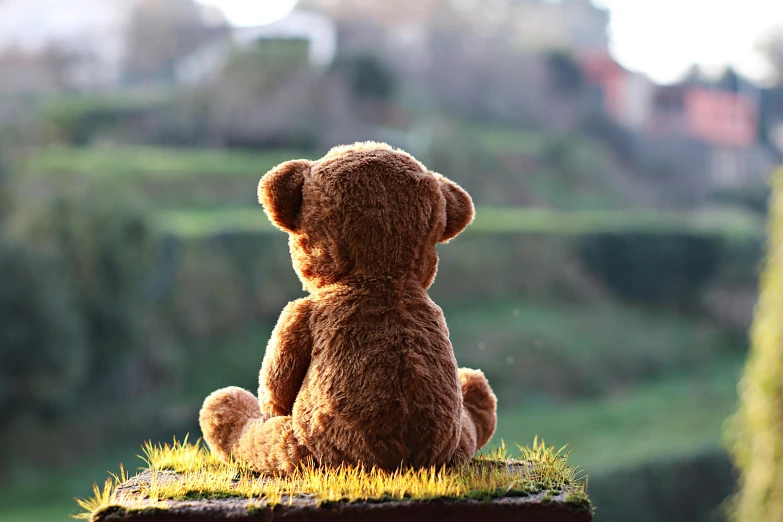 a brown teddy bear sitting on top of a wooden post, pexels contest winner, on a hill, sparkling in the sunlight, toys, looking out