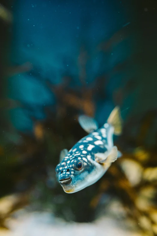 a fish that is swimming in some water, by Daniel Seghers, unsplash contest winner, baroque, blue fur with white spots, cross-eyed, oceanside, 2000s photo