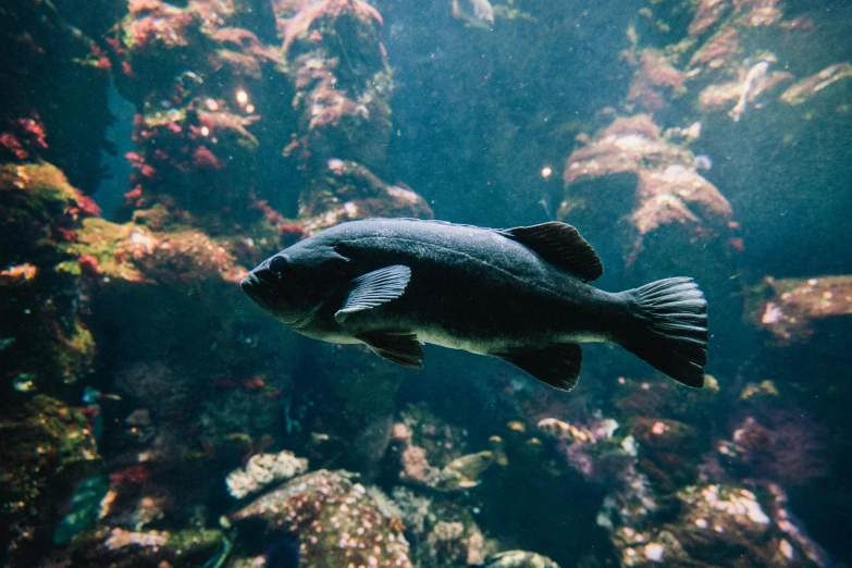 a fish that is swimming in some water, bottom of the ocean