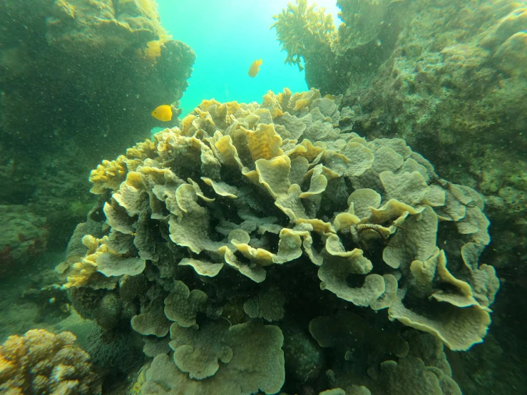 a bunch of corals that are under water, with a bright yellow aureola, photograph taken in 2 0 2 0, 🦩🪐🐞👩🏻🦳, covered in
