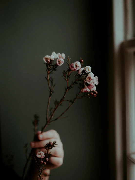 a person holding a bunch of flowers in front of a window, inspired by Elsa Bleda, trending on unsplash, manuka, very dark background, low quality photo, pink white and green