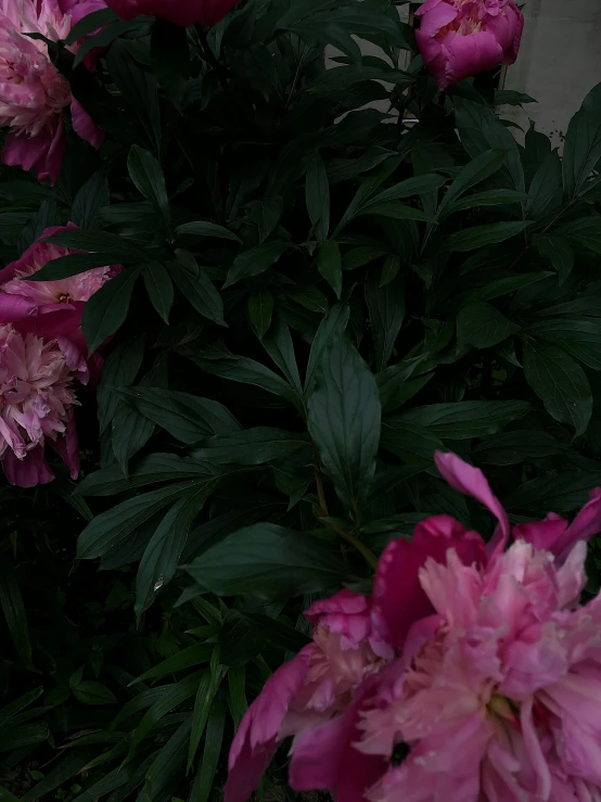 a red fire hydrant sitting next to a bunch of pink flowers, by Attila Meszlenyi, black peonies, dark photo, low quality footage, up close image