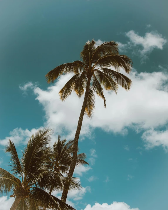 a couple of palm trees standing next to each other, pexels contest winner, tall fluffy clouds, thumbnail, ( ( ( ( kauai ) ) ) ), background image