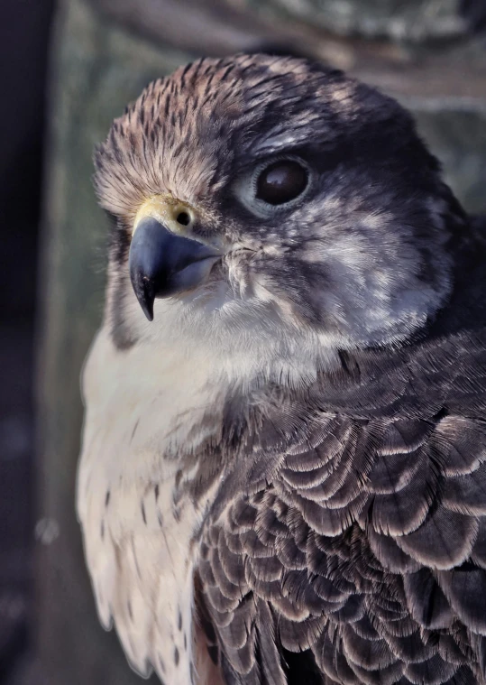 a close up of a bird of prey, pexels contest winner, photorealism, skeptical expression, grey, just a cute little thing, museum quality photo