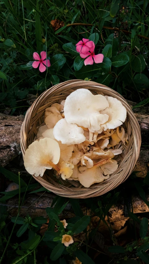 a basket filled with mushrooms sitting on top of a lush green field, by Jessie Algie, hurufiyya, slide show, petals, top - down photograph, albino dwarf