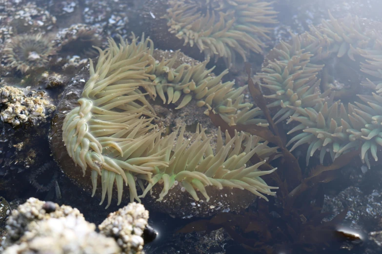 a close up of a sea anemone in a body of water, full of greenish liquid, photo of a camp fire underwater, huge spines, skye meaker