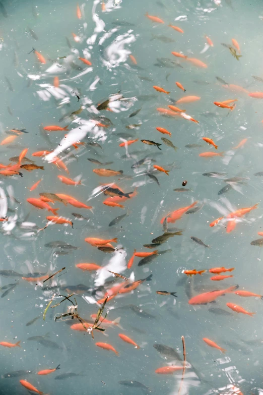 a group of fish swimming in a body of water, in hong kong, red lake, 2 5 6 x 2 5 6 pixels, caught on camera