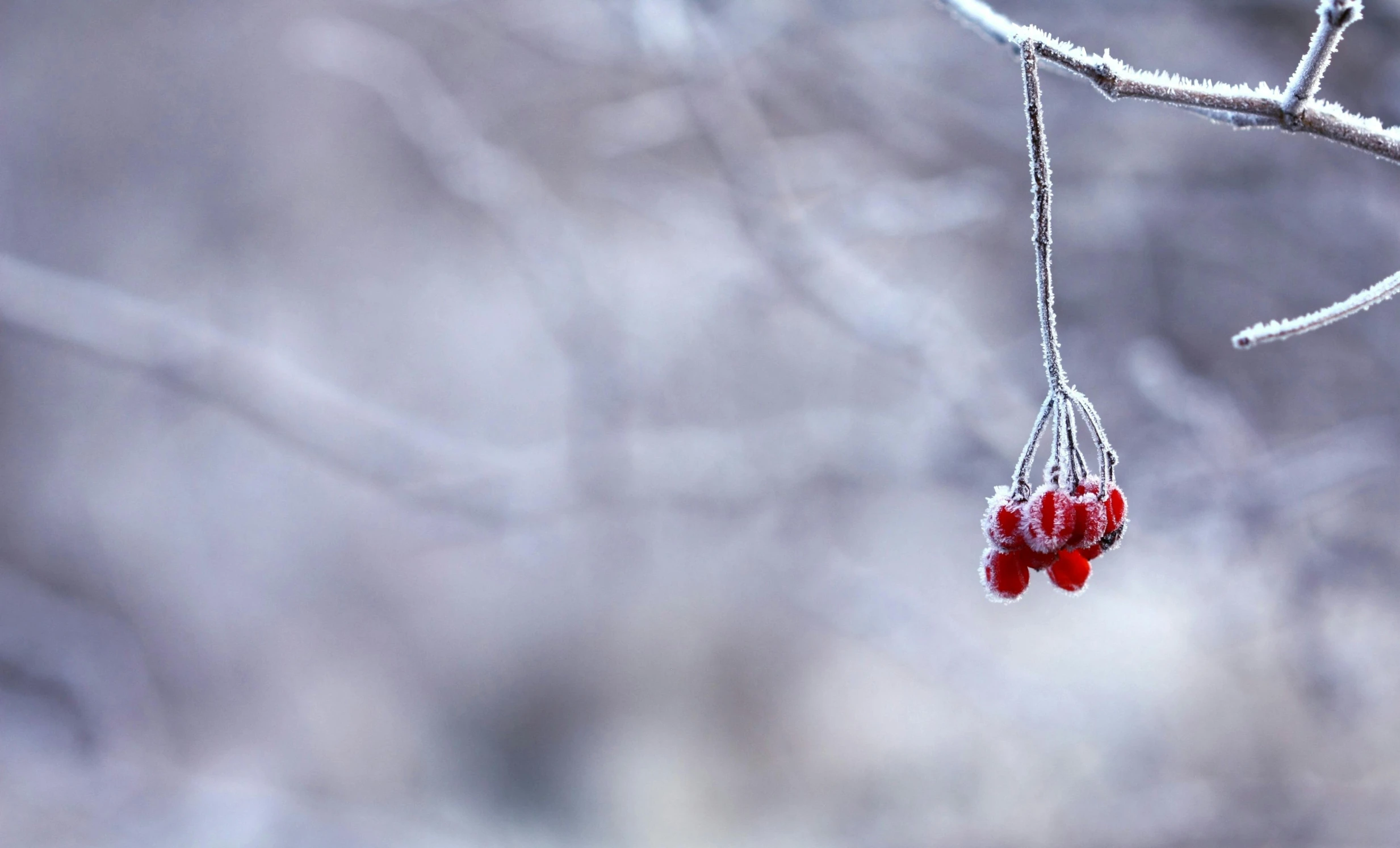 a couple of red berries hanging from a tree branch, inspired by Jan Rustem, unsplash, icy landscape, grey, paul barson, white red