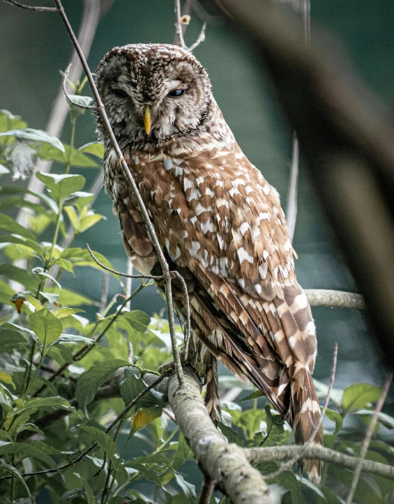 a brown and white owl sitting on top of a tree branch, lush surroundings, photograph