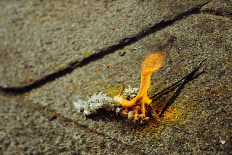 a close up of a fire on the ground, by Elsa Bleda, auto-destructive art, white flowers on the floor, fire staff, on a sidewalk of vancouver, avatar image