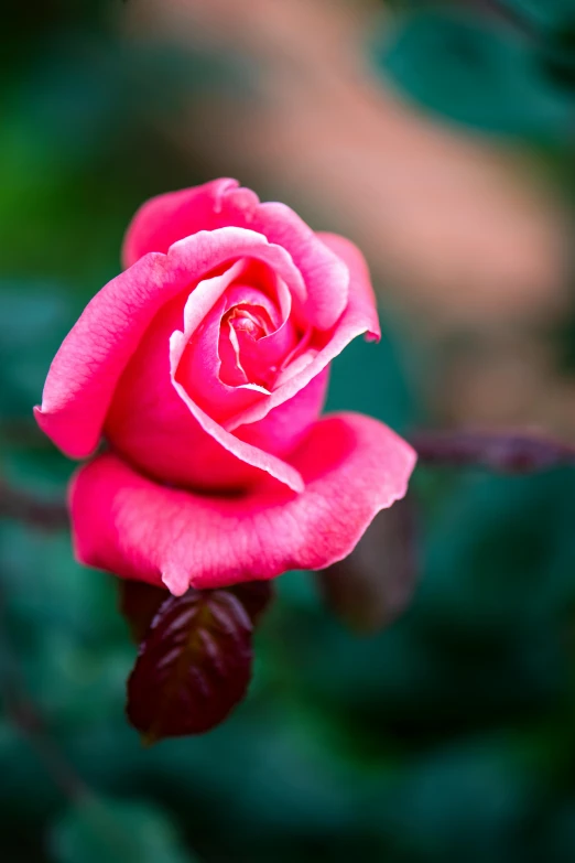 a close up of a pink rose on a branch, vibrant foliage, paul barson, f / 2. 5, crimson