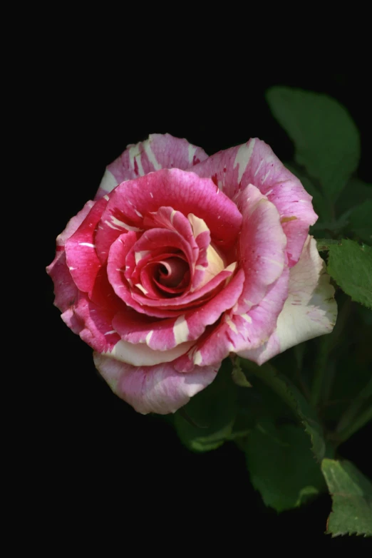 a close up of a pink rose on a black background, trimmed with a white stripe, 'groovy', platinum, crimson