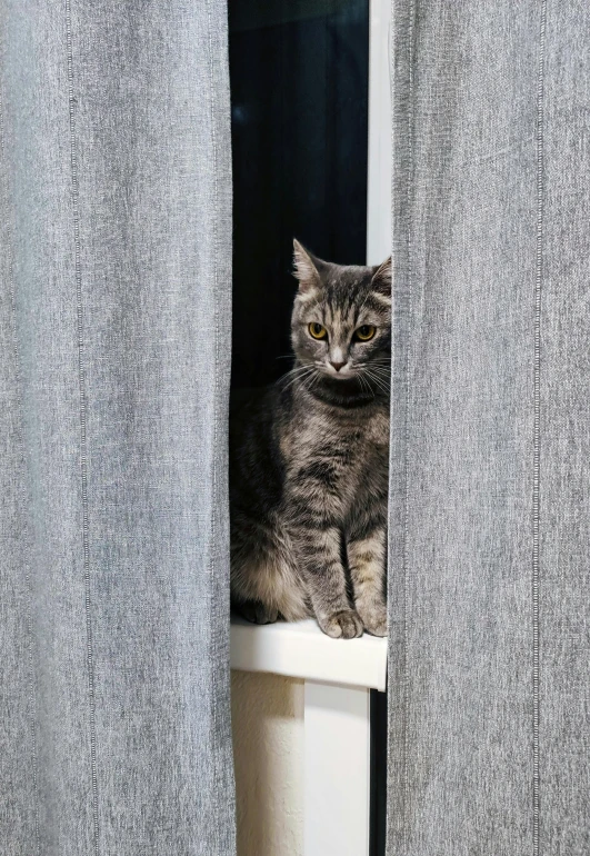 a cat sitting on top of a toilet in a bathroom, unsplash, photorealism, curtains, with a white background, no - text no - logo, grey