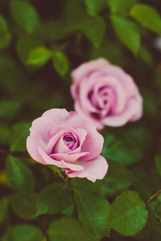 two pink roses with green leaves in the background, by Niko Henrichon, unsplash, purple, professionally color graded, staring at you, sorrow