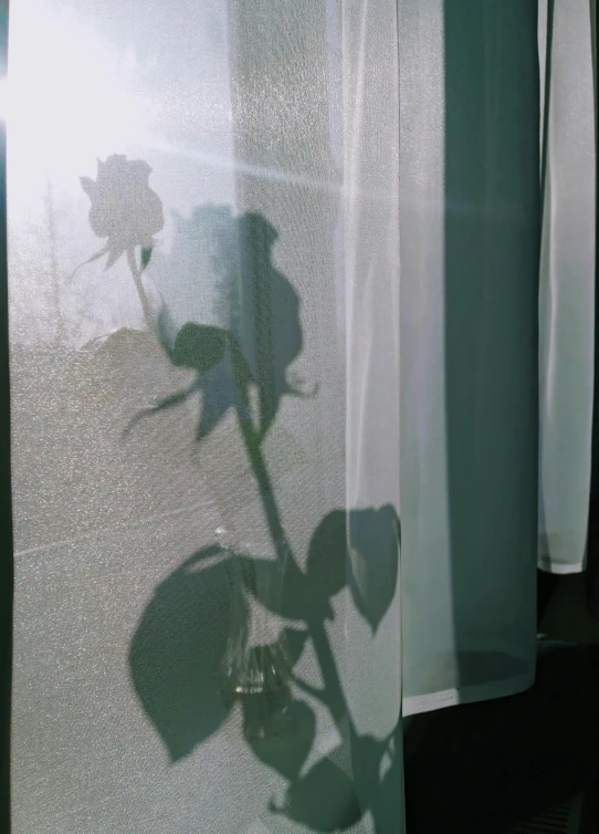 a shadow of a rose on a window sill, a polaroid photo, by Eizan Kikukawa, unsplash, romanticism, clear silhouette, snapchat photo, photograph taken in 2 0 2 0, ((portrait))