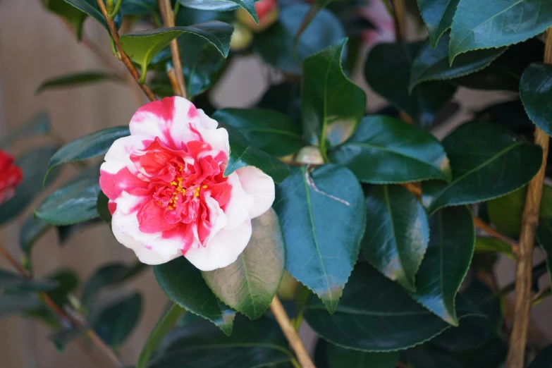 a close up of a flower on a plant, inspired by Hasegawa Tōhaku, unsplash, arabesque, chanel, red and white flowers, pink, trimmed with a white stripe