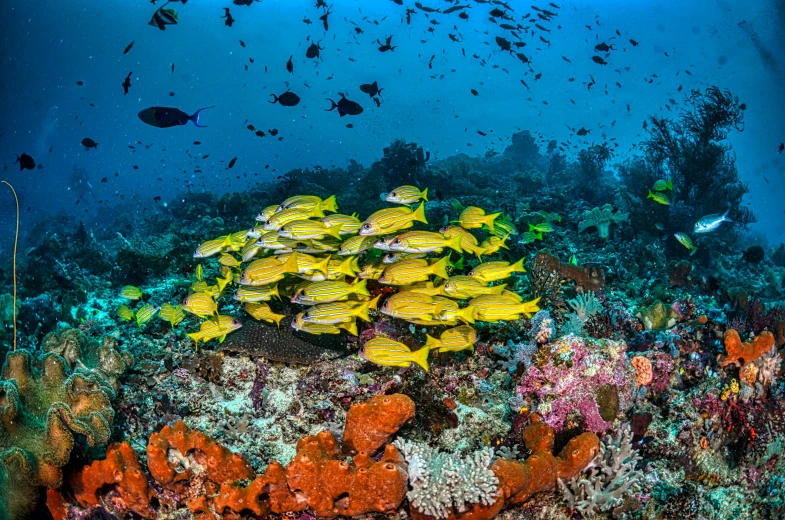 a group of fish swimming over a coral reef, with a bright yellow aureola, shot on nikon z9, 🦩🪐🐞👩🏻🦳, adam varga