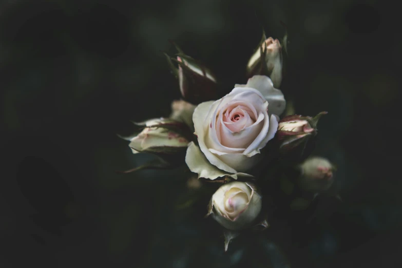 a close up of a white rose on a black background, unsplash, faded pink, flowering buds, dark background ”