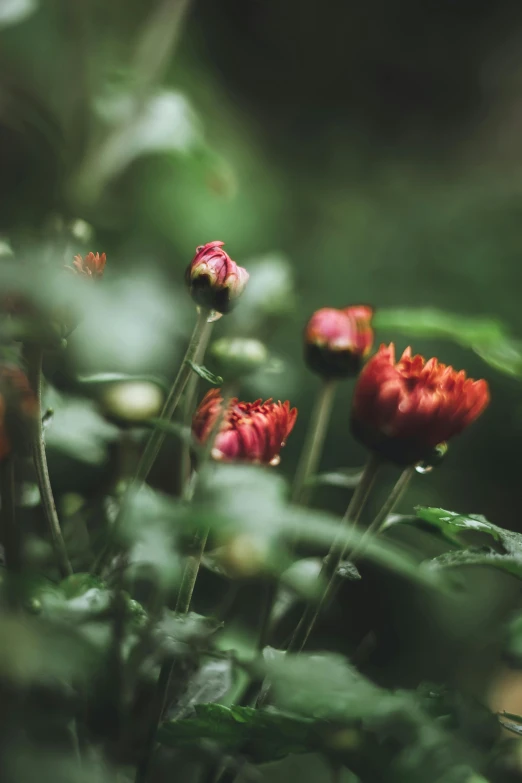 a bunch of red flowers sitting on top of a lush green field, inspired by Elsa Bleda, unsplash, romanticism, chrysanthemum eos-1d, miniature forest, moody hazy lighting, lotuses