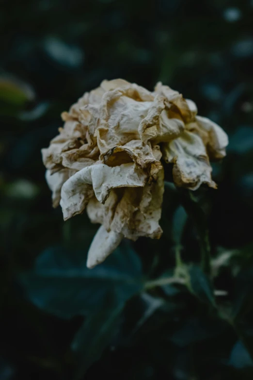 a close up of a flower with leaves in the background, an album cover, inspired by Elsa Bleda, unsplash, renaissance, decaying, made of lab tissue, wrinkled, caramel. rugged