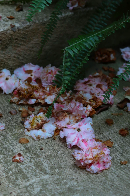 a bunch of flowers that are on the ground, a portrait, inspired by Andy Goldsworthy, unsplash, hurufiyya, flowing sakura silk, tree ferns, crushed, medium close up shot