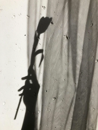a shadow of a person holding a flower, inspired by Robert Mapplethorpe, unsplash, photorealism, ethereal curtain, taken on iphone 14 pro, tulip, deteriorated