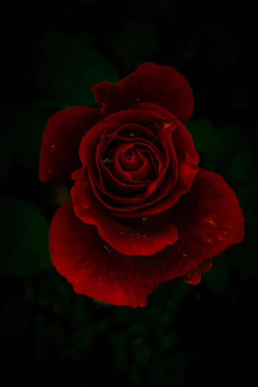 a red rose with water droplets on it, by Reuben Tam, pexels contest winner, night mood, emerald, tall, low detailed