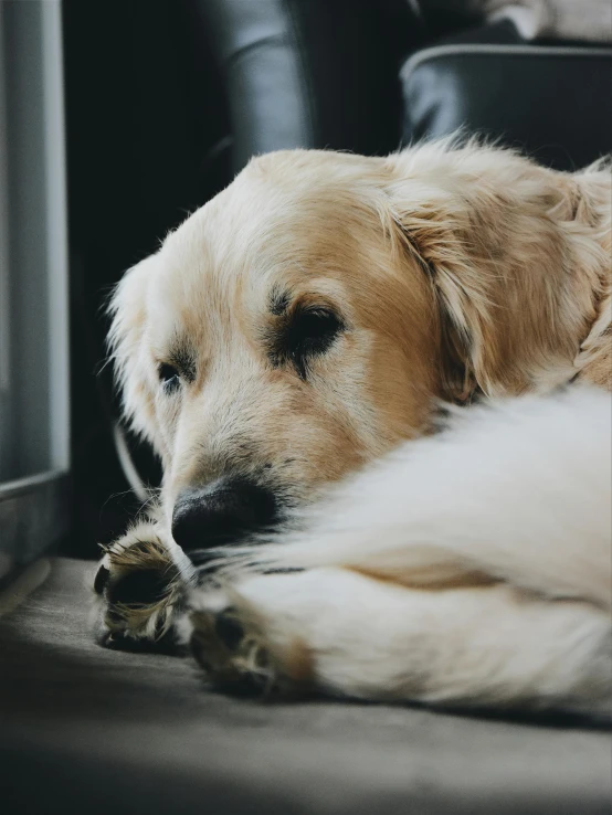 a close up of a dog laying on the floor, a picture, trending on pexels, 'i'm so tired, slightly golden, gif, concentration