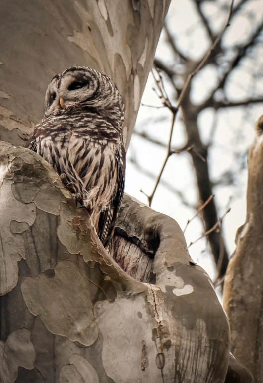 a bird that is sitting in a tree, a portrait, unsplash contest winner, gray mottled skin, owlship, flattened, on trees