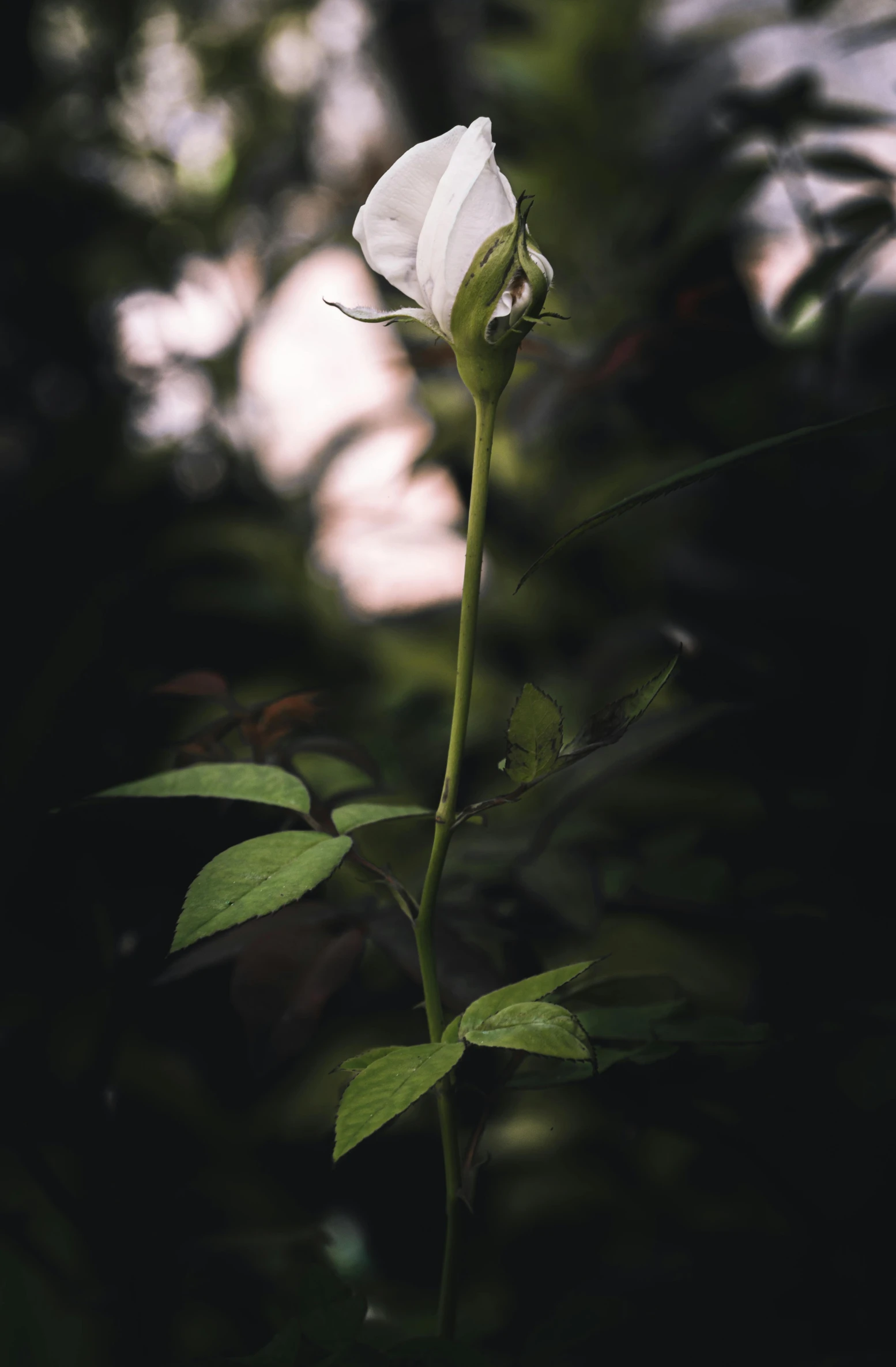 a white rose sitting in the middle of a forest, inspired by Elsa Bleda, portrait of tall, cinematic shot ar 9:16 -n 6 -g, vine and plants and flowers, cinematic photograph