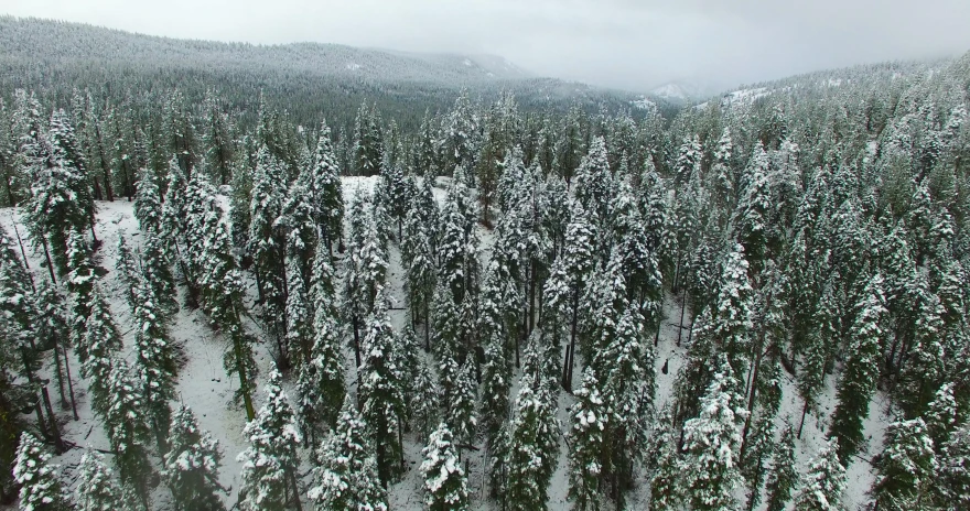a forest filled with lots of trees covered in snow, a photo, evergreen valley, aerial, grey, exterior shot