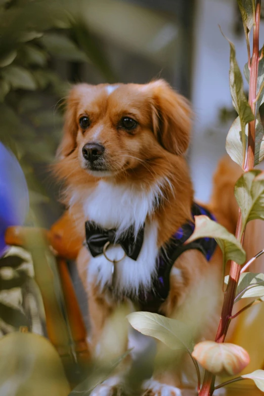 a brown and white dog wearing a bow tie, amongst foliage, wearing a vest and a tie, pomeranian mix, zoomed in shots