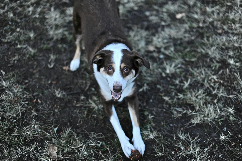 a brown and white dog standing on top of a grass covered field, flash photo, aussie, jenna barton, dynamic closeup