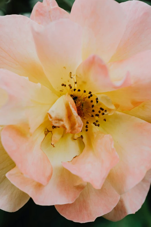 a close up of a flower on a plant, a macro photograph, inspired by Rose O’Neill, unsplash, romanticism, crown of mechanical peach roses, high angle close up shot, large rose petals, pink and yellow