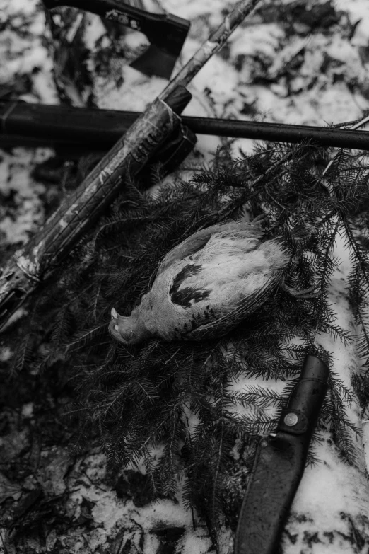 a black and white photo of a dead bird, by Bascove, makeshift weapons, meat and lichens, forest punk, subject= duck