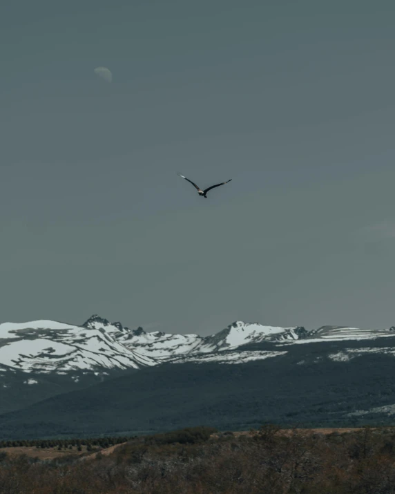 a bird flying over a snowy mountain range, pexels contest winner, hurufiyya, landing on the moon, low quality photo, grey skies, pterodactyl