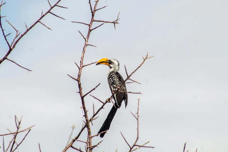 a bird sitting on top of a tree branch, pexels contest winner, hurufiyya, in a spiky tribal style, with a yellow beak, afar, thumbnail