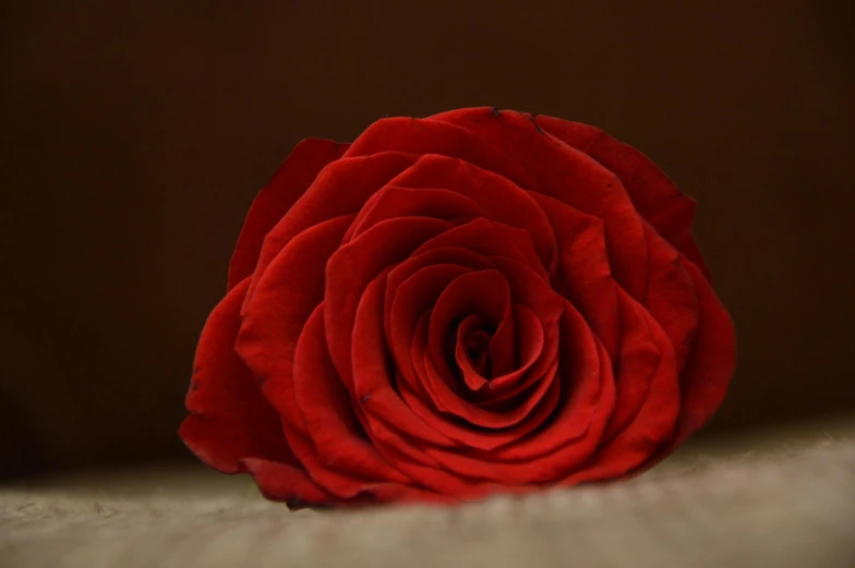 a red rose sitting on top of a table, looking towards the camera