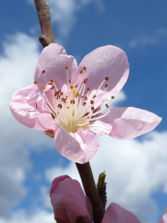 a close up of a flower on a tree, peach, promo image, blue sky, portrait image