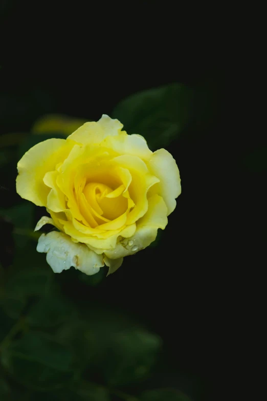 a close up of a yellow rose on a black background, unsplash, slide show, slight overcast weather, mint, single