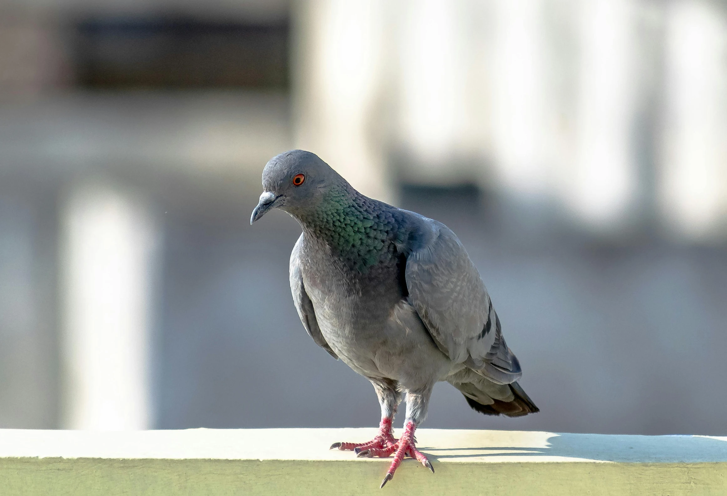 a pigeon standing on a ledge in front of a building, grey metal body, looking straight to camera, an olive skinned, high quality photo