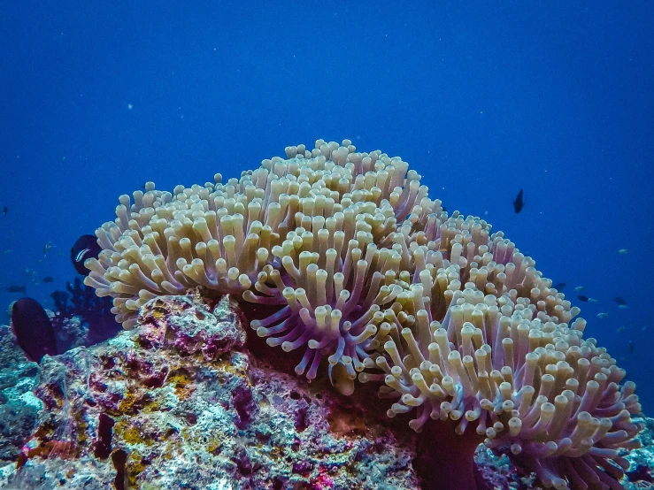 a close up of a sea anemone on a coral reef, pexels contest winner, great barrier reef, looking upward, profile shot, 🦩🪐🐞👩🏻🦳