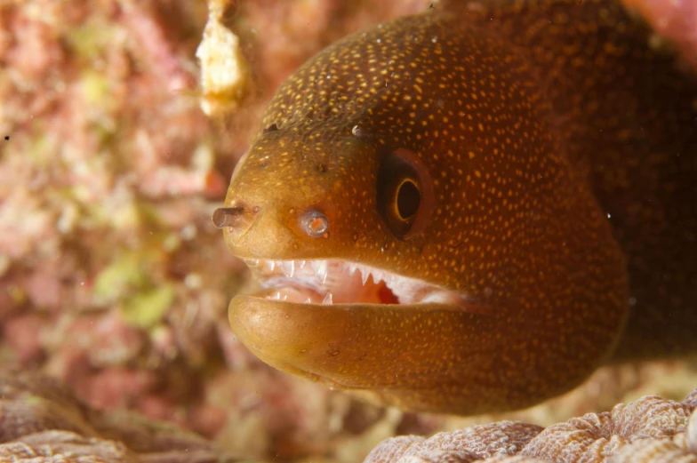 a close up of a fish with its mouth open, a stipple, pexels contest winner, gulper eel, reddish, mustard, australian