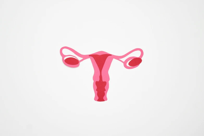 a pink uteruse on a white background, vector art, trending on unsplash, female anatomy, 38 years old, taurus, digitally enhanced