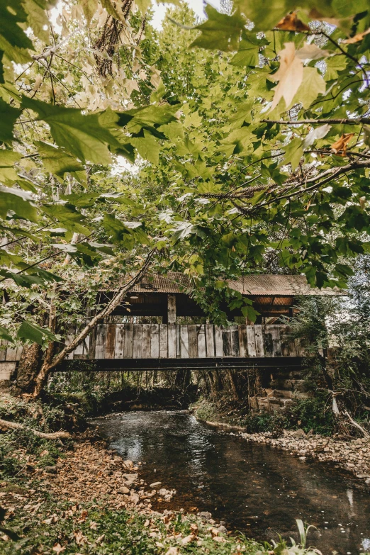 a covered bridge in the middle of a forest, river running past the cottage, beachwood treehouse, afternoon, vintage vibe